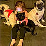 child, dog, pug, black_dog, beige_dog, harness, couch, indoor, playing, game_console, barefoot, pet, furniture, leash, casual_clothing, relaxing, cute, young_child, domestic_animal, brown_couch
