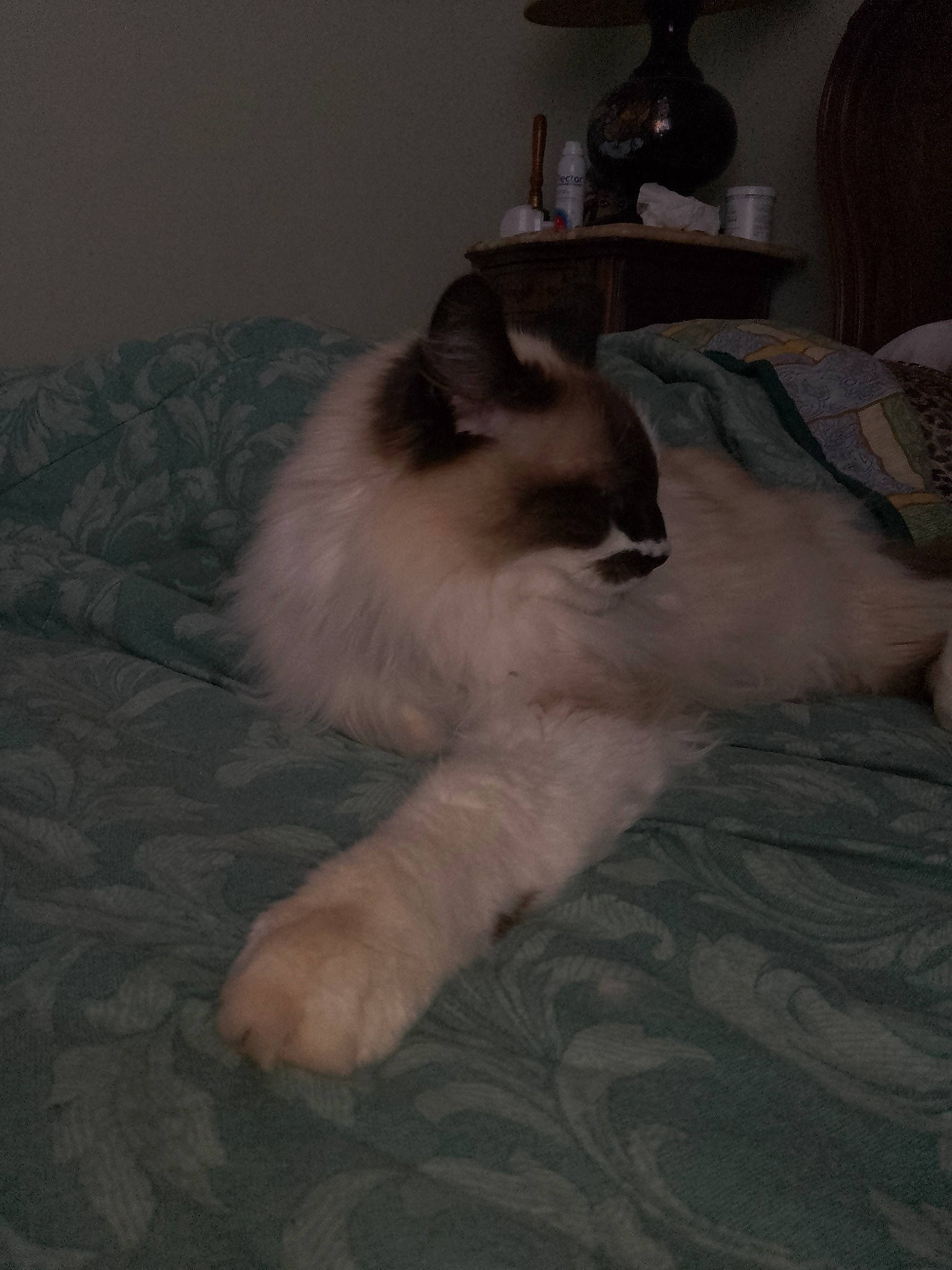 Micky participe au concours pour gagner de l'argent avec cette photo : canidae, carnivore, cat, comfort, companion_dog, dog_breed, fawn, felidae, flooring, fur, hardwood, houseplant, linens, paw, small_to_medium_sized_cats, snout, sporting_group, tail, terrestrial_animal, whiskers