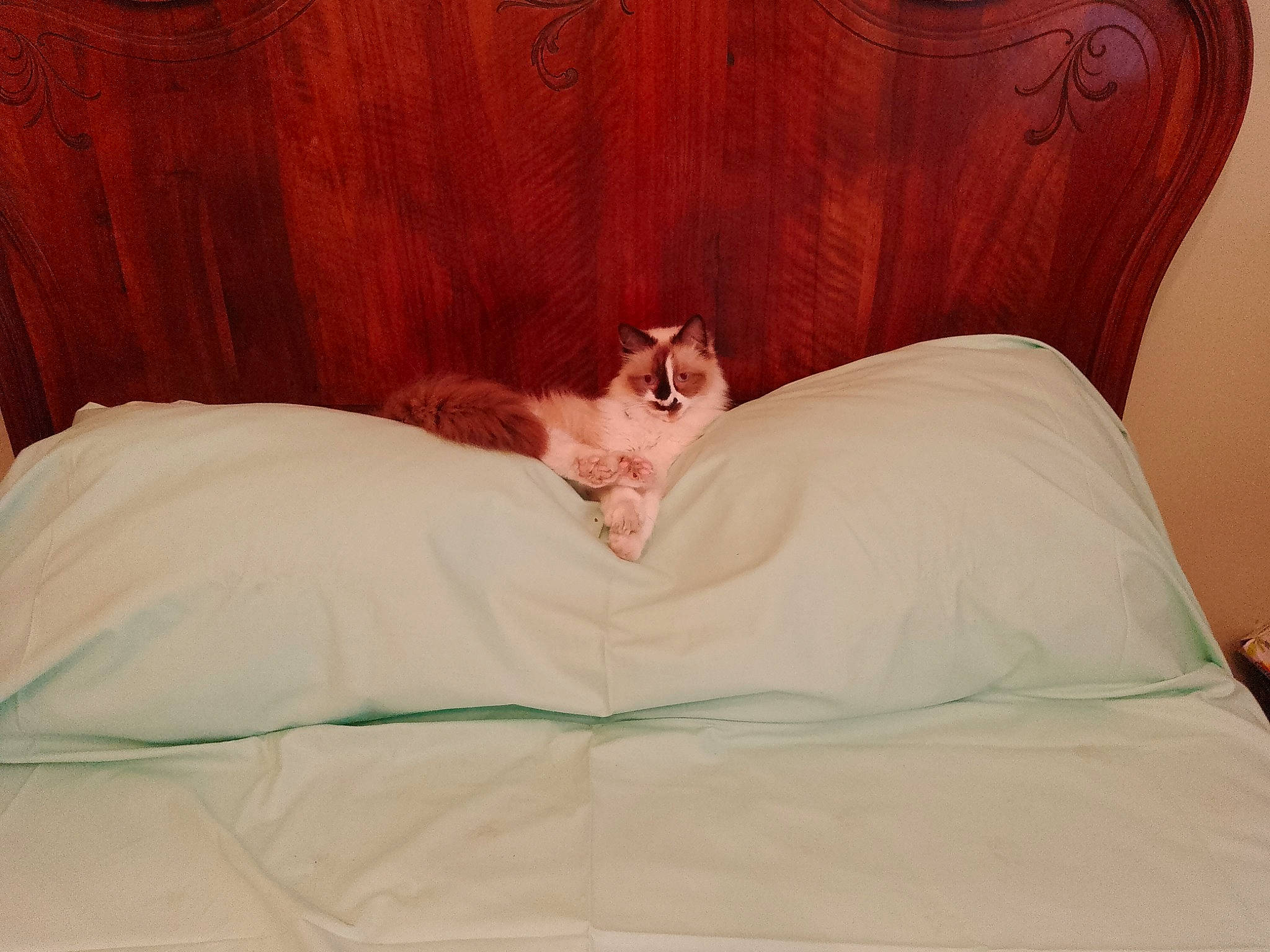 Micky a rejoint le concours — aidez-le/la à gagner de superbes lots ! bed, bed_sheet, bedding, bedroom, carnivore, cat, comfort, duvet, fawn, felidae, flooring, fur, furniture, hardwood, linens, room, small_to_medium_sized_cats, textile, whiskers, wood