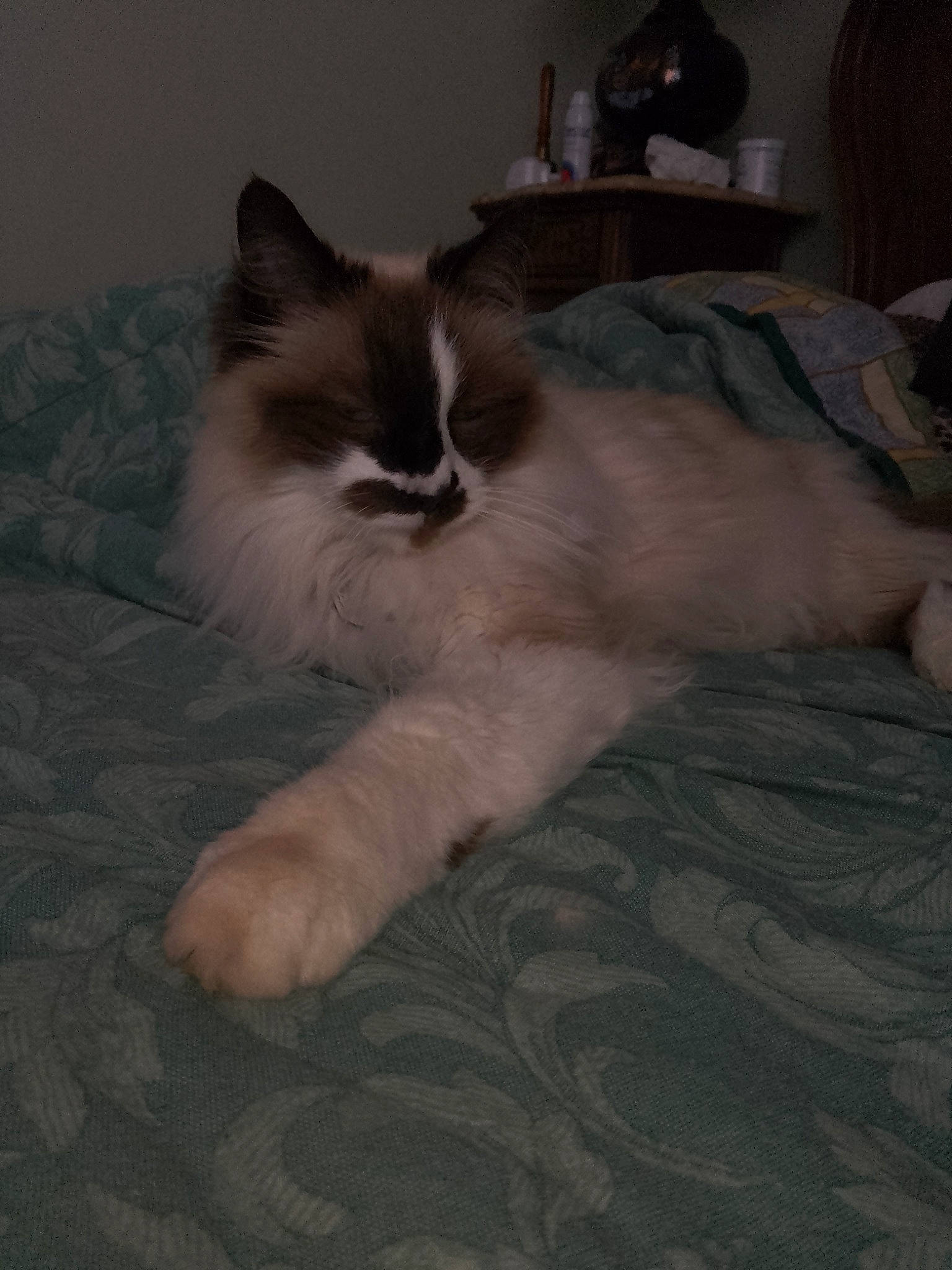 Micky a rejoint le concours — aidez-le/la à gagner de superbes lots ! bed, carnivore, cat, claw, comfort, companion_dog, domestic_short_haired_cat, fawn, felidae, flooring, foot, fur, grey, hardwood, paw, room, small_to_medium_sized_cats, snout, tail, whiskers