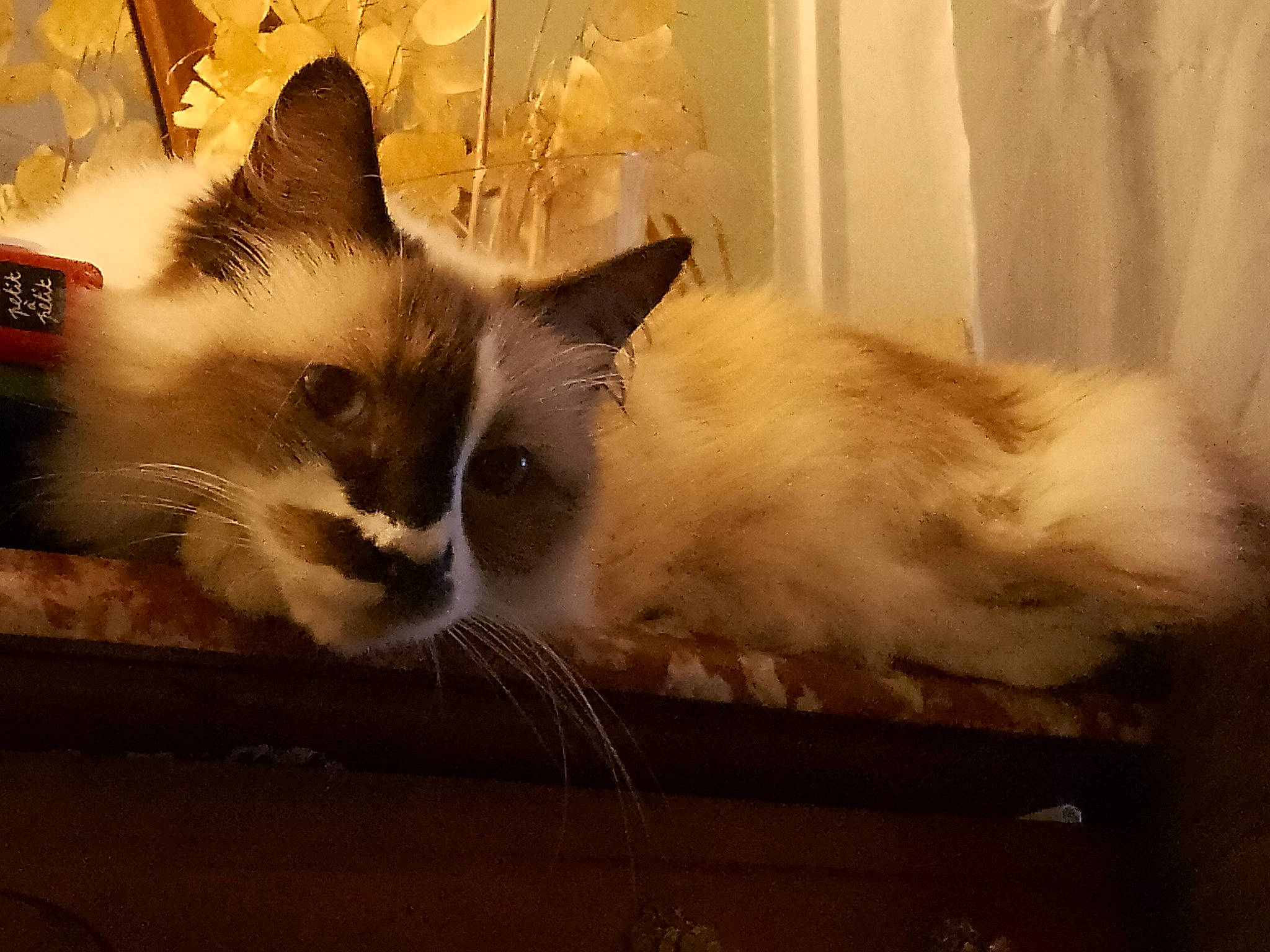 Micky participe au concours pour gagner de l'argent avec cette photo : balinese, box, carnivore, cat, claw, comfort, domestic_short_haired_cat, eye, fawn, felidae, fur, hardwood, paw, small_to_medium_sized_cats, snout, tail, thai, whiskers, window, wood