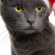 Canaille participe au concours pour gagner de l'argent avec cette photo : cat, gray_cat, yellow_eyes, santa_hat, holiday, festive, close_up, portrait, pet, animal, whiskers, fur, cute, domestic_cat, indoor, celebration, christmas, hat, soft_texture, looking_away