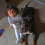 black_dog, brown_dog, carpet, chain_collar, child, close_up, crate, curious, curly_hair, dog, floor, home, indoor, pet, playful, resting, slippers, toddler, water_bottle, white_clothing