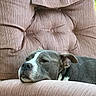 Charlotte is registered to the contest to win money with this photo: dog, pet, animal, sleepy, resting, lying_down, portrait, close_up, face, eyes, nose, ears, gray_fur, white_markings, collar, couch, armchair, corduroy, indoors, relaxed