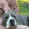 Charlotte joined the competition — help win amazing prizes! dog, pit_bull, pet, portrait, close_up, lying_down, relaxed, serious_expression, floppy_ears, white_markings, gray_fur, black_nose, brown_eyes, chair, armchair, upholstery, outdoor, garden, sunlight, home