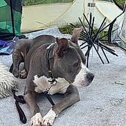Charlotte is registered to the contest to win money with this photo: dog, canine, gray_dog, white markings, lying_down, outdoor, camping, tent, umbrella, harness, leash, pet, animal, portrait, close_up, grass, fabric, shelter, relaxed, alert