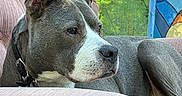 Charlotte is registered to the contest to win money with this photo: dog, pit_bull, gray_dog, white markings, short_hair, upright_ears, collar, sitting, lying_down, armchair, indoors, window, garden, sunlight, outdoors, portrait, close_up, pet, relaxed, funny_expression