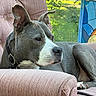 dog, pit_bull, gray_dog, white markings, short_hair, upright_ears, collar, sitting, lying_down, armchair, indoors, window, garden, sunlight, outdoors, portrait, close_up, pet, relaxed, funny_expression