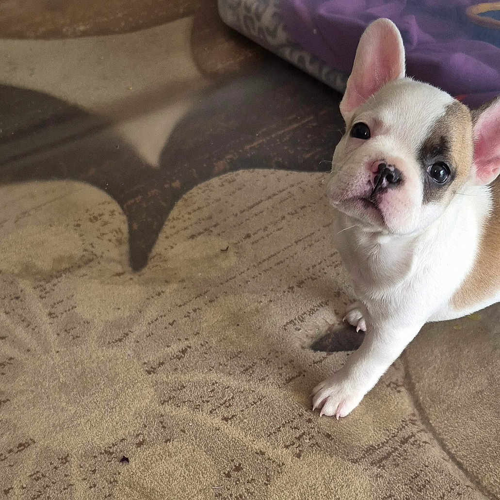 Bentley is registered to the contest to win money with this photo: adorable, animal, brown_and_white, canine, carpet, curious, cute, dog, domestic, ears, floor, french_bulldog, household, indoor, looking_up, pet, playful, puppy, small, young
