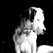 Shorty is registered to the contest to win money with this photo: dog, animal, pet, chain_collar, black_and_white, portrait, sitting, side_view, canine, domestic_animal, fur, looking_away, collar, isolated, studio_style, monochrome, animal_portrait, quiet, calm, indoor