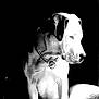 dog, animal, pet, chain_collar, black_and_white, portrait, sitting, side_view, canine, domestic_animal, fur, looking_away, collar, isolated, studio_style, monochrome, animal_portrait, quiet, calm, indoor
