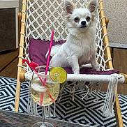 Djembé participe au concours pour gagner de l'argent avec cette photo : dog, small_dog, white_dog, hammock_chair, purple_cushion, glass, drink, lime_slice, pink_stirrer, ice_cubes, outdoor, wooden_floor, patterned_rug, woven_rope, pet, sitting, relaxed, furniture, cozy, summer