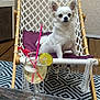 dog, small_dog, white_dog, hammock_chair, purple_cushion, glass, drink, lime_slice, pink_stirrer, ice_cubes, outdoor, wooden_floor, patterned_rug, woven_rope, pet, sitting, relaxed, furniture, cozy, summer
