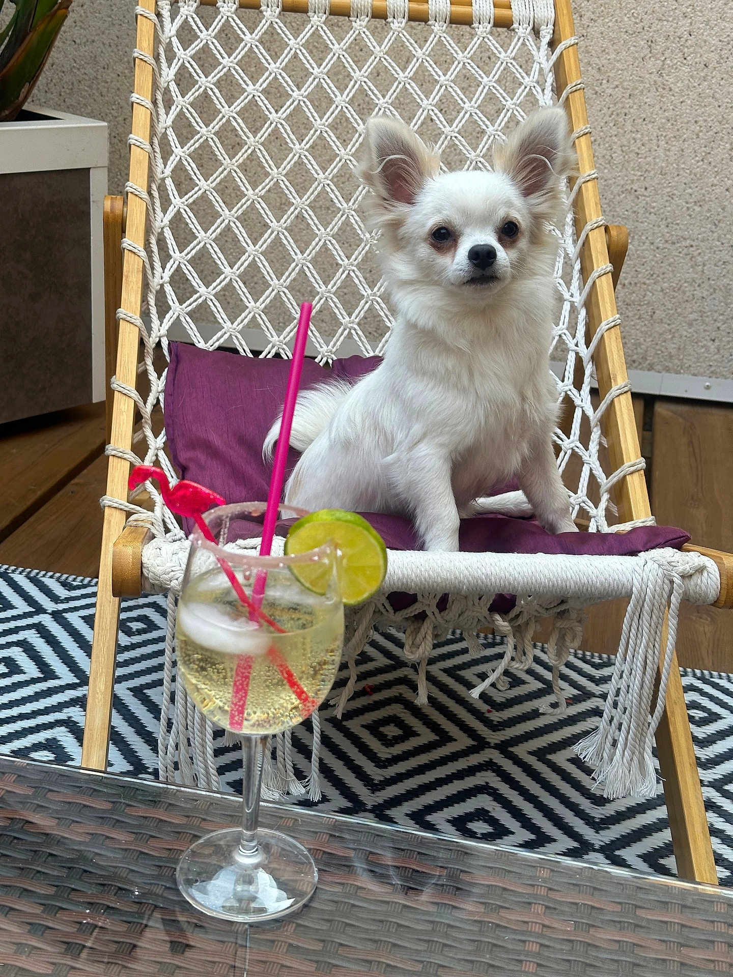 Djembé participe au concours pour gagner de l'argent avec cette photo : dog, small_dog, white_dog, hammock_chair, purple_cushion, glass, drink, lime_slice, pink_stirrer, ice_cubes, outdoor, wooden_floor, patterned_rug, woven_rope, pet, sitting, relaxed, furniture, cozy, summer