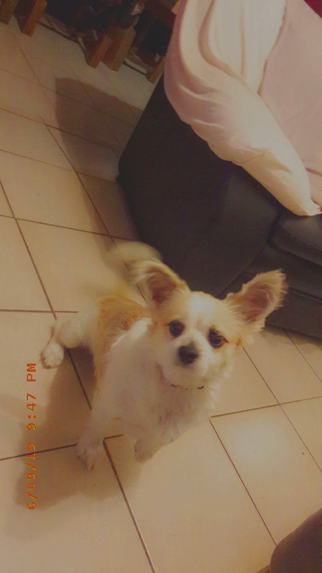 Bandi a rejoint le concours — aidez-le/la à gagner de superbes lots ! canidae, carnivore, chihuahua, companion_dog, dog, dog_breed, ear, fawn, mammal, papillon, pomeranian, puppy, skin, snout, sporting_group, tail, toy_dog