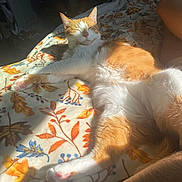 Kitty Boy joined the competition — help win amazing prizes! cat, orange_cat, white_cat, sunlight, blanket, autumn_leaves, patterned_blanket, relaxed, pet, indoor, paw, feline, resting, cozy, warm_light, human_arm, wristbands, comfort, sleeping, animal