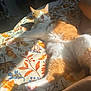 cat, orange_cat, white_cat, sunlight, blanket, autumn_leaves, patterned_blanket, relaxed, pet, indoor, paw, feline, resting, cozy, warm_light, human_arm, wristbands, comfort, sleeping, animal
