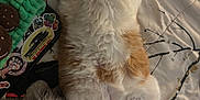 Kitty Boy joined the competition — help win amazing prizes! cat, orange_cat, white_cat, lying_down, bedspread, pillow, plush, charger, sticker, relaxed, indoor, pet, sleeping, cozy, feline, fur, animal, cute, resting, home