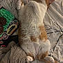cat, orange_cat, white_cat, lying_down, bedspread, pillow, plush, charger, sticker, relaxed, indoor, pet, sleeping, cozy, feline, fur, animal, cute, resting, home