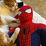 Kitty Boy is registered to the contest to win money with this photo: cat, plush_toy, spiderman, orange_and_white_cat, indoor, bed, carpet, relaxed, paw, stuffed_animal, soft_toy, resting, close_up, feline, cute, toy, fabric, home, animal, cozy