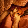 cat, orange_cat, white_cat, pet, animal, blanket, fabric, cozy, warm_lighting, indoor, resting, paws, fur, cute, sleepy, comfort, closeup, snug, relaxed, domestic_cat