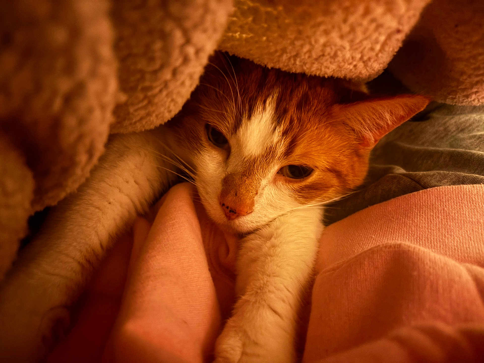 Kitty Boy is registered to the contest to win money with this photo: cat, orange_cat, white_cat, pet, animal, blanket, fabric, cozy, warm_lighting, indoor, resting, paws, fur, cute, sleepy, comfort, closeup, snug, relaxed, domestic_cat