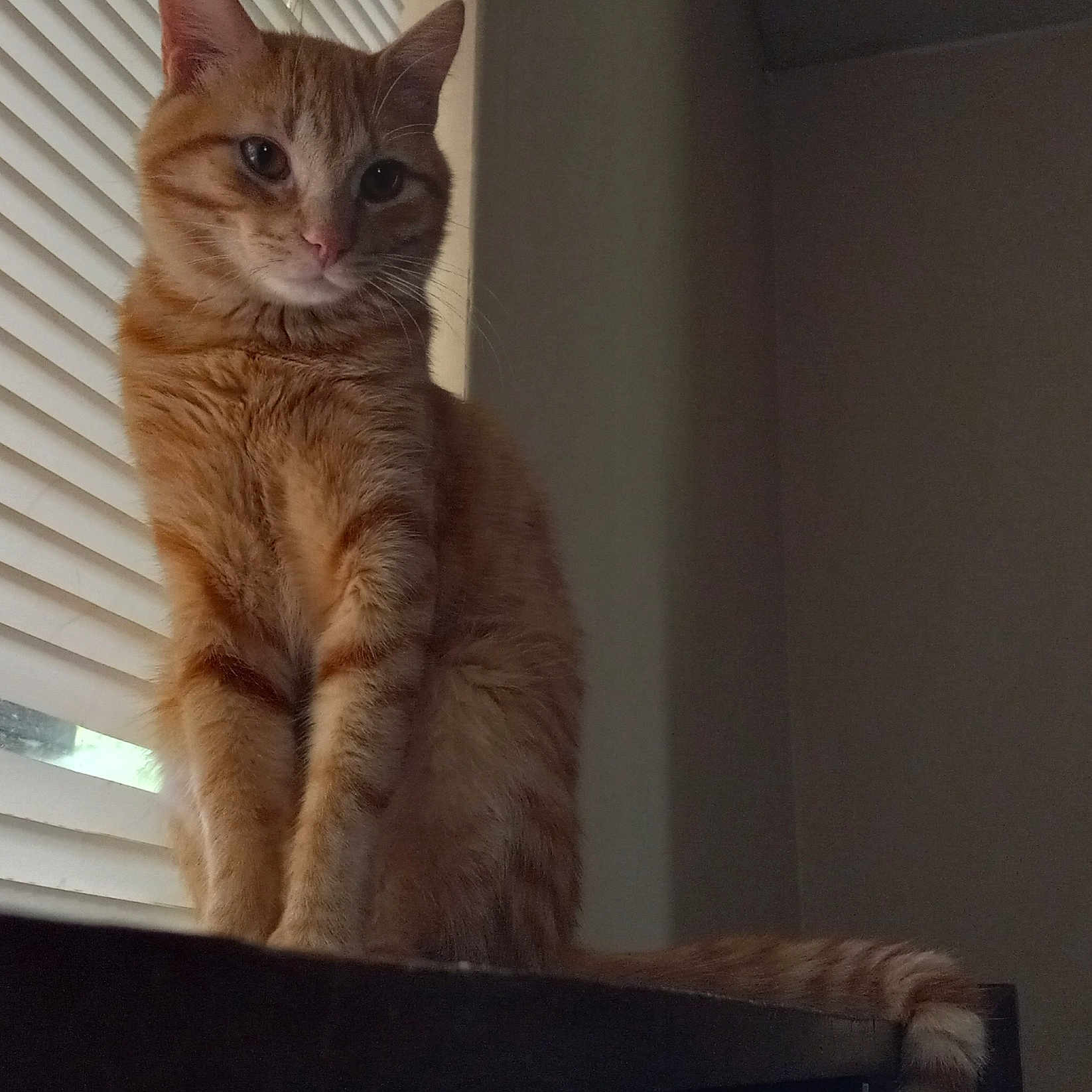 Little Orange Kitty