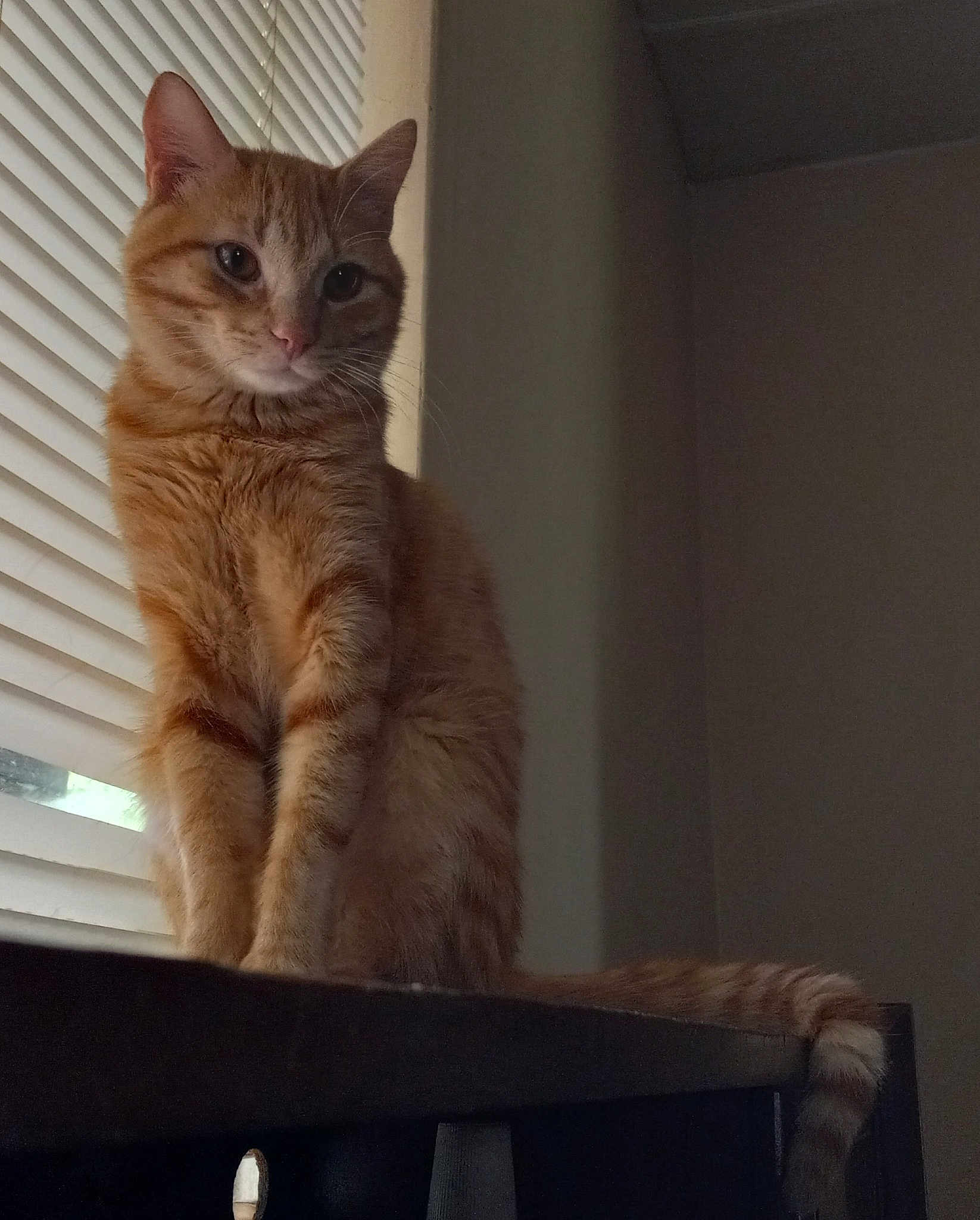 Little Orange Kitty