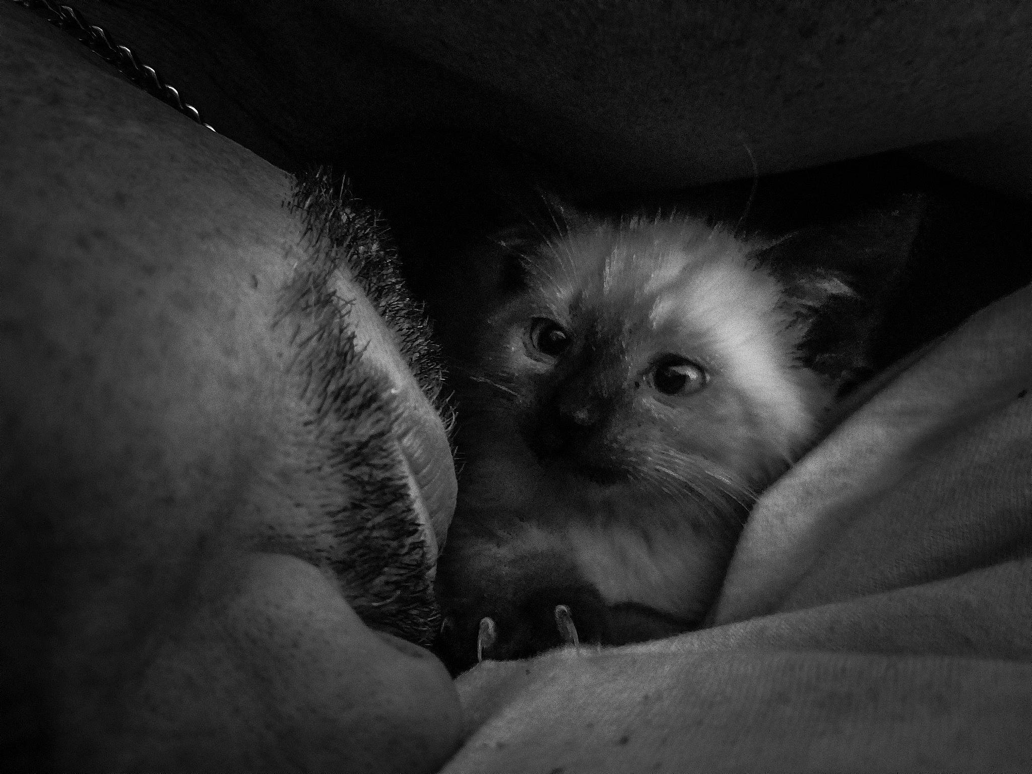 Murphy is registered to the contest to win money with this photo: birman, black, black_and_white, carnivore, cat, ear, eye, felidae, fur, iris, kitten, monochrome, monochrome_photography, organ, photography, ragdoll, skin, small_to_medium_sized_cats, snout, whiskers