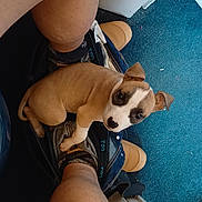 Bianca participe au concours pour gagner de l'argent avec cette photo : puppy, dog, legs, pants, floor, blue_carpet, door, indoor, curious, brown_dog, white_markings, pet, canine, looking_up, sitting, human_legs, casual, cozy, footwear, home