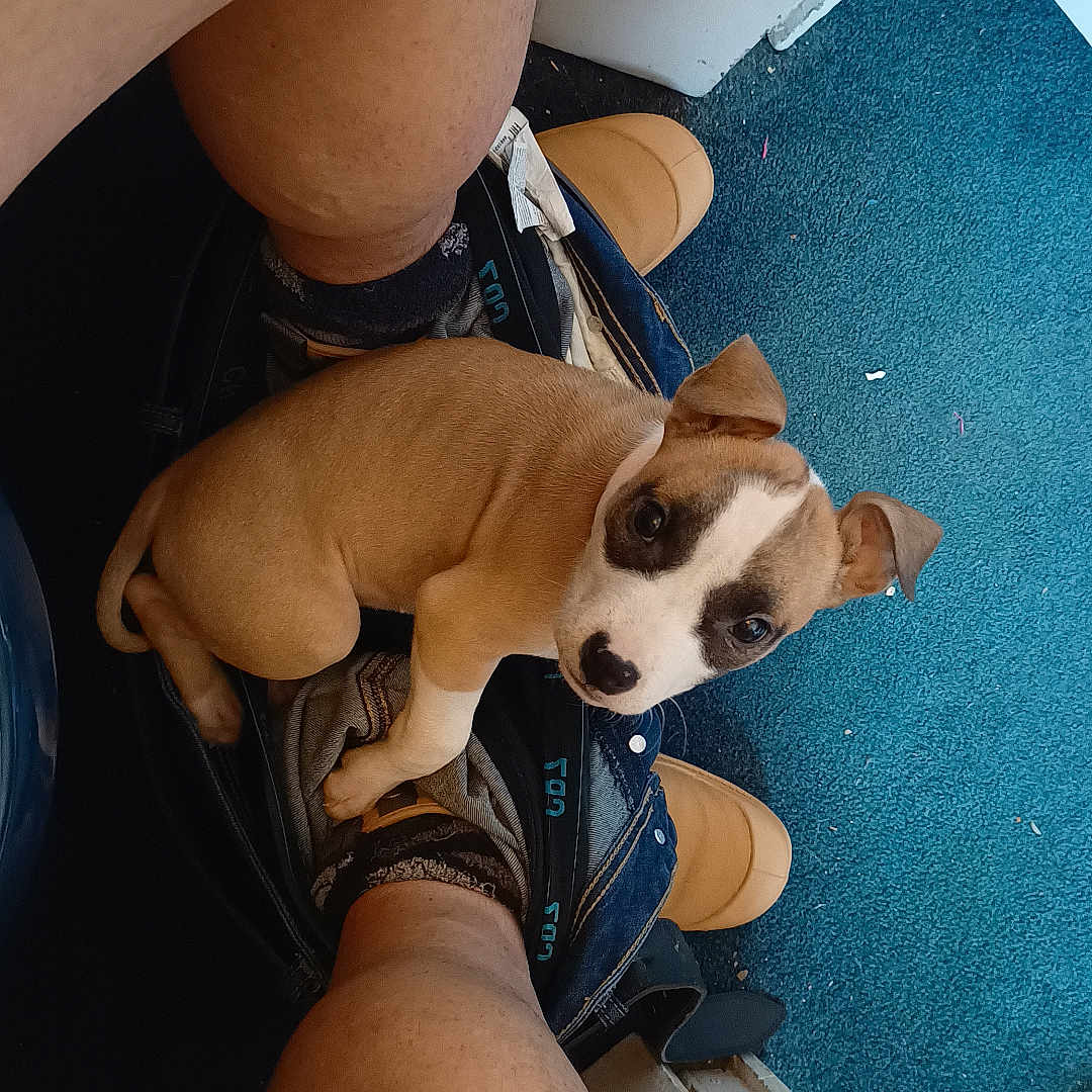 Bianca participe au concours pour gagner de l'argent avec cette photo : blue_carpet, brown_dog, canine, casual, cozy, curious, dog, door, floor, footwear, home, human_legs, indoor, legs, looking_up, pants, pet, puppy, sitting, white_markings