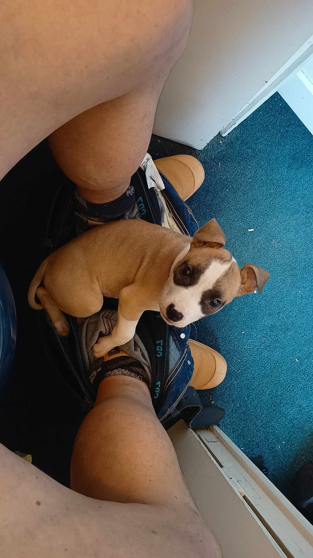 Bianca participe au concours pour gagner de l'argent avec cette photo : puppy, dog, legs, pants, floor, blue_carpet, door, indoor, curious, brown_dog, white_markings, pet, canine, looking_up, sitting, human_legs, casual, cozy, footwear, home