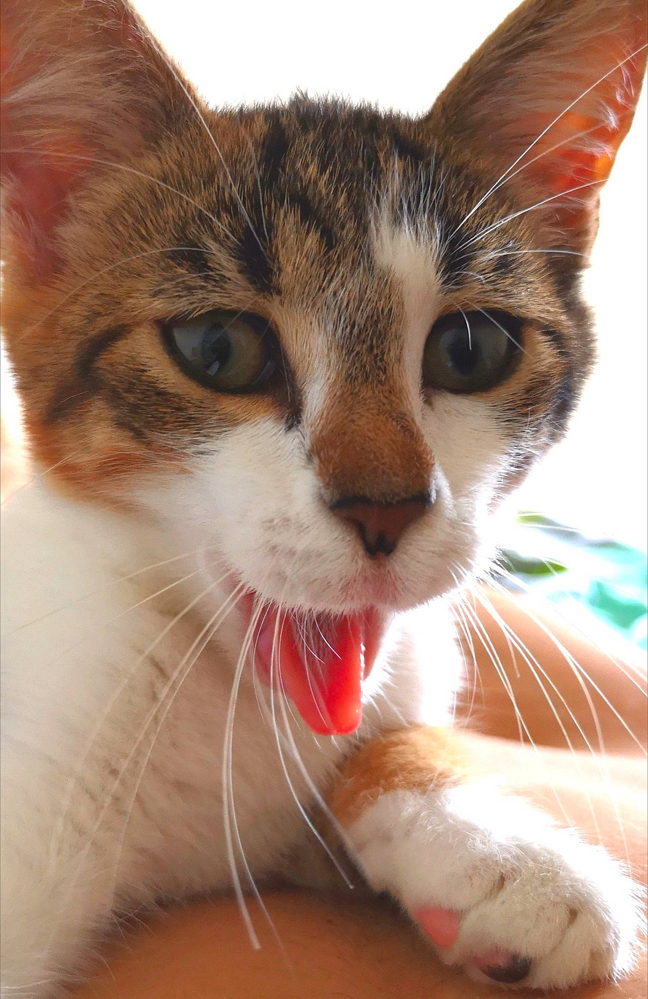 Alby participe au concours pour gagner de l'argent avec cette photo : aegean_cat, american_wirehair, arabian_mau, asian, carnivore, cat, close_up, domestic_short_haired_cat, european_shorthair, fawn, felidae, kitten, mammal, nose, small_to_medium_sized_cats, snout, tabby_cat, toyger, whiskers