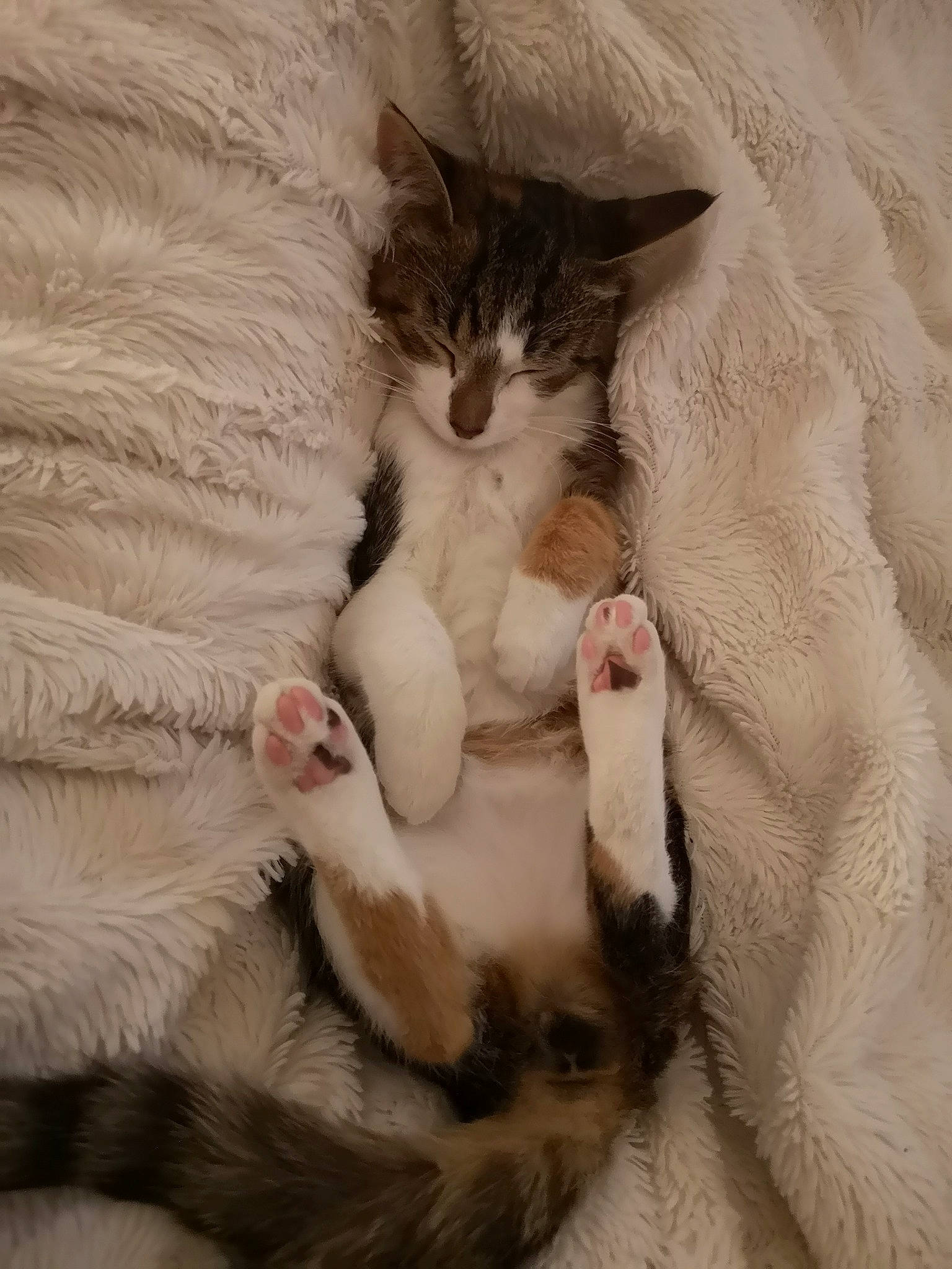 Alby a rejoint le concours — aidez-le/la à gagner de superbes lots ! aegean_cat, american_wirehair, asian, carnivore, cat, claw, domestic_long_haired_cat, felidae, fur, kitten, mammal, ojos_azules, oriental_longhair, paw, polydactyl_cat, ragdoll, small_to_medium_sized_cats, tail, turkish_van, whiskers