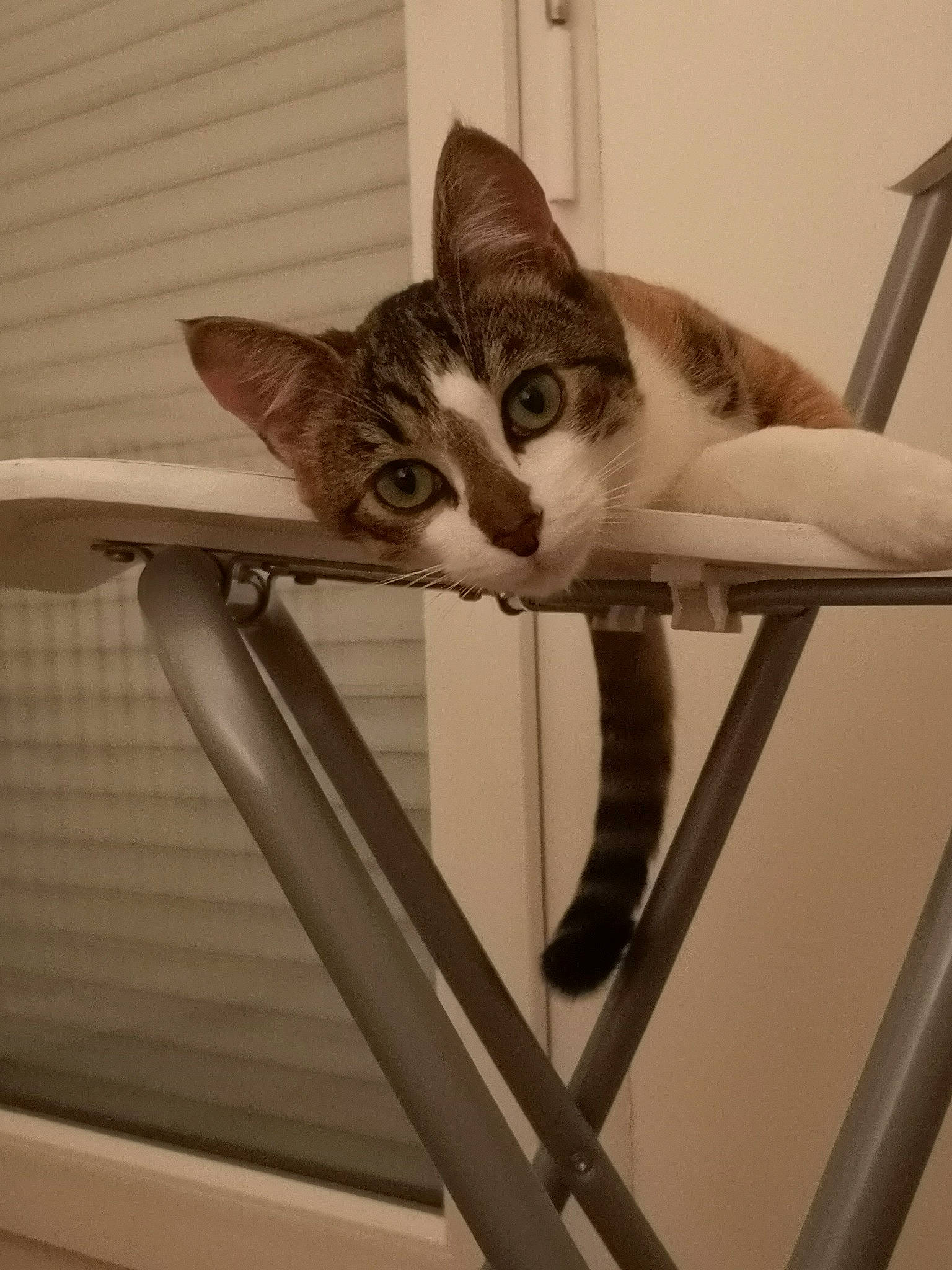 Alby participe au concours pour gagner de l'argent avec cette photo : aegean_cat, american_shorthair, american_wirehair, asian, carnivore, cat, domestic_short_haired_cat, european_shorthair, felidae, kitten, polydactyl_cat, singapura, small_to_medium_sized_cats, tabby_cat, tail, whiskers