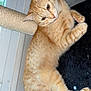 cat, orange_tabby, scratching_post, indoor, pet, feline, curious, relaxed, paw, fur, animal, whiskers, window, wallpaper, domestic_cat, pink_paw_pads, claws, cute, mammal, resting