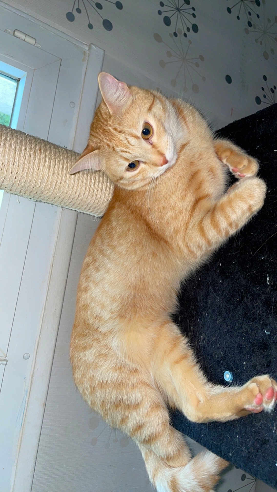 Simba a rejoint le concours — aidez-le/la à gagner de superbes lots ! cat, orange_tabby, scratching_post, indoor, pet, feline, curious, relaxed, paw, fur, animal, whiskers, window, wallpaper, domestic_cat, pink_paw_pads, claws, cute, mammal, resting