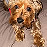 Zoomie joined the competition — help win amazing prizes! dog, small_dog, pet, lying_down, bed, shirt, brown_fur, curious_look, close_up, indoor, canine, animal, cute, fur, mammal, domestic_animal, portrait, looking_at_camera, whiskers, paws