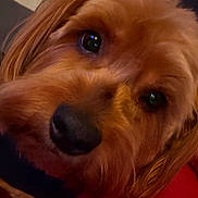 Zoomie joined the competition — help win amazing prizes! dog, close_up, brown_fur, pet, animal, cute, nose, eyes, face, fur, portrait, indoors, soft_texture, resting, red_surface, companion, friendly, canine, domestic_animal, warm_lighting