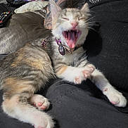 Nova joined the competition — help win amazing prizes! kitten, cat, yawning, sleepy, fluffy, calico, white_fur, brown_fur, pink_nose, pink_paws, collar, tag, whiskers, ears, animal, pet, couch, lap, indoor, cozy