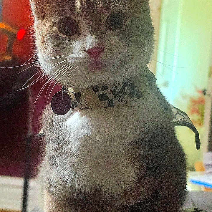 Nova