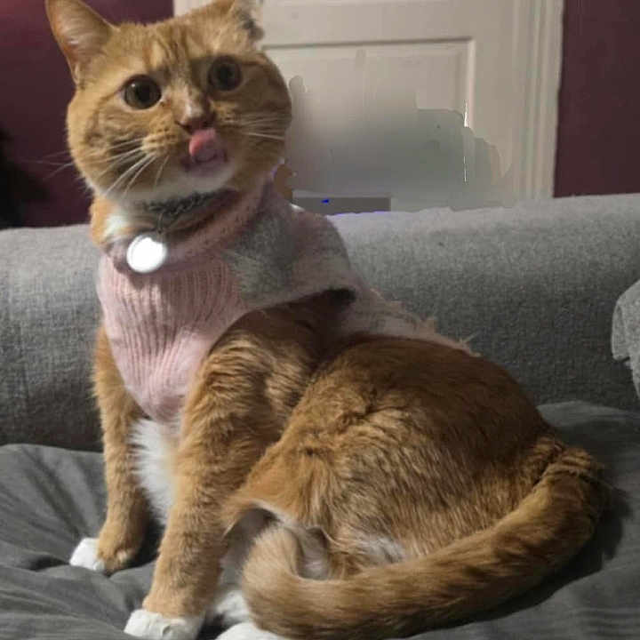 Sailor is registered to the contest to win money with this photo: cat, orange_cat, pet, sweater, collar, bell, tongue, sitting, sofa, couch, indoors, home, portrait, fur, tabby, whiskers, ears, eyes, tail, photograph