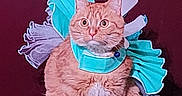Sailor is registered to the contest to win money with this photo: cat, orange_cat, kitten, pet, animal, sitting, front_view, wide_eyes, whiskers, ears, fur, striped_fur, turquoise_bow, lavender_bow, costume, festive, portrait, indoor, couch, funny