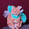 cat, orange_cat, kitten, pet, animal, sitting, front_view, wide_eyes, whiskers, ears, fur, striped_fur, turquoise_bow, lavender_bow, costume, festive, portrait, indoor, couch, funny