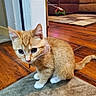 cat, kitten, orange_tabby, pet, animal, feline, sitting, indoors, living_room, hardwood_floor, rug, tail, ears, whiskers, blue_eyes, fur, cute, portrait, home, curious