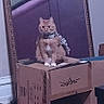 Sailor is registered to the contest to win money with this photo: cat, pet, animal, sitting, scarf, cardboard_box, box, indoors, mirror, television, furniture, living_room, floor, rug, wooden_floor, portrait, front_facing, fluffy, brown_cat, home_decor