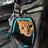 Sailor is registered to the contest to win money with this photo: cat, orange_cat, ginger_cat, pet, animal, face, eyes, whiskers, feline, travel_carrier, pet_carrier, car, vehicle, indoor, portrait, close_up, turquoise, gray, mesh, traveling