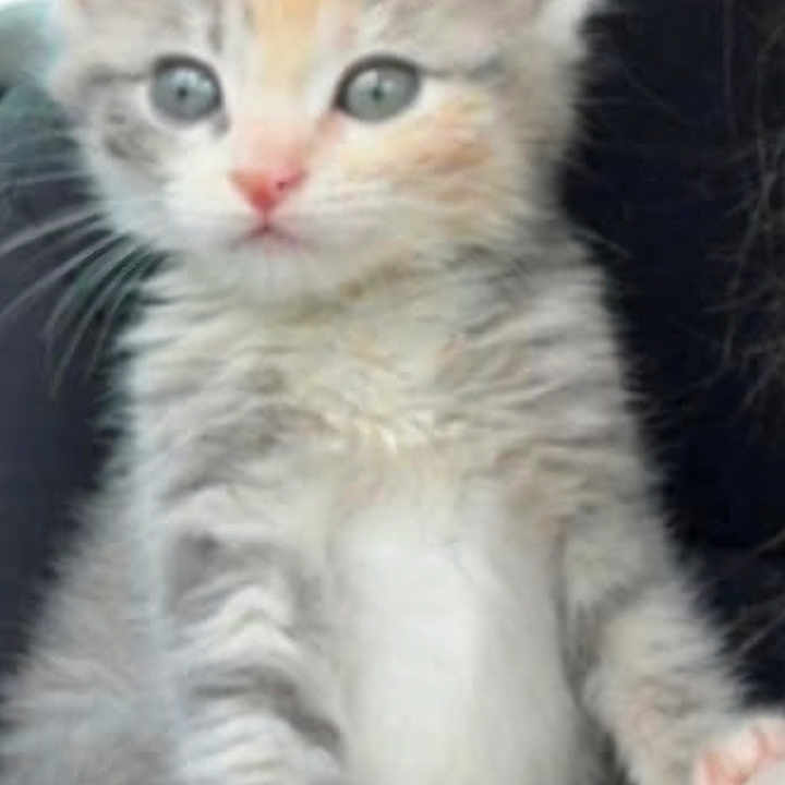 Kali
