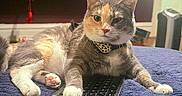 Kali joined the competition — help win amazing prizes! cat, calico_cat, pet, animal, feline, portrait, closeup, whiskers, ears, green_eyes, collar, leopard_pattern, lying_down, paw, keyboard, blanket, indoor, home, warm_lighting, funny