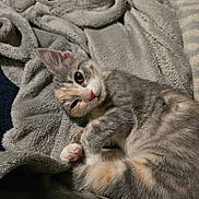 Kali joined the competition — help win amazing prizes! cat, kitten, calico, pet, animal, sleepy, relaxed, lying_down, fluffy, fur, whiskers, pink_nose, paw, tail, blanket, cozy, indoors, close_up, portrait, cute